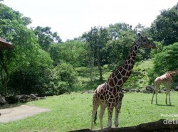Akhir Pekan Ini Asyiknya Ajak Anak ke Taman Safari