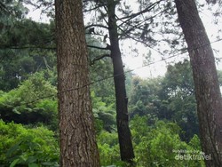 Akhir Pekan ke Bogor, Yuk Basah-basahan di Curug Nangka