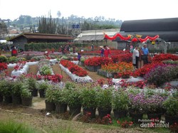 Akhir pekan ke Lembang, Datangi Taman Begonia yang Penuh Bunga