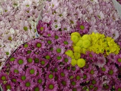 Akhir Pekan, Saatnya Belanja Bunga di Pasar Rawa Belong