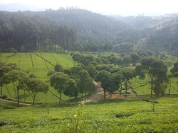 Akhir Pekan Seru Berarung Jeram di Sungai Palayangan, Bandung