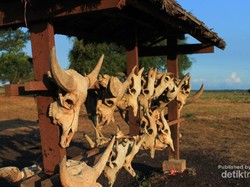 Akhir Pekan Seru di Africa Van Java, Situbondo