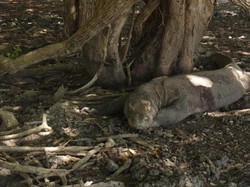 Akulah Komodo Naga, Sang Keajaiban Dunia