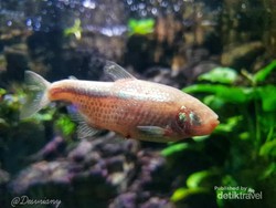 Aneh Tapi Nyata, Ada Ikan Tanpa Mata!