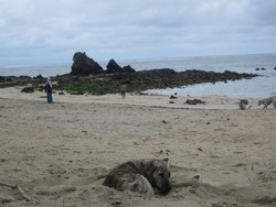 Anjing Pun Suka Berjemur di Pantai Kuta Lombok
