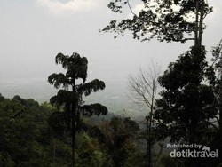 Aseupan, Gunung Mistis Habitat Kantong Semar di Pandeglang