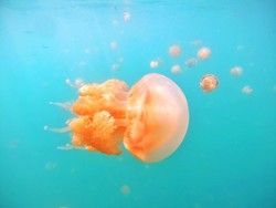 Asyiknya Bermain Bersama Ribuan Ubur-Ubur Ala Spongebob