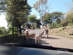 Awas, Ada Zebra Cross Sungguhan!