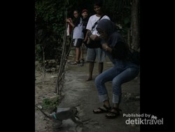 Awas, Diterjang Monyet di Pantai Siung!