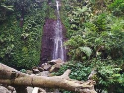 Awas Hati-hati, Banyak Monyet Nakal di Curug Nangka