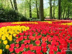 Bagai Negeri Dongeng, Taman Ini Penuh Tulip Warna-warni