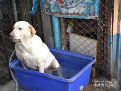 Bangkok Gerah, Anjing Pun Berendam