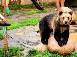 Batu Secret Zoo, Bukan Kebun Binatang Biasa!