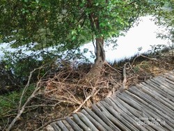 Begini Asyiknya Wisata ke Hutan Mangrove di Jakarta