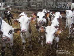Begini Cara Orang Prancis Dapat Susu Sapi Segar di Mayenne