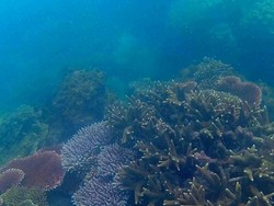 Begini Indahnya Alam Bawah Laut Bangka