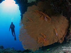 Begini Indahnya Taman Bawah Laut Bunaken di Manado
