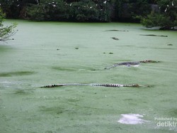 Begini Isi Penangkaran Buaya Asam Kumbang di Medan