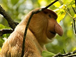 Bekantan, Si Hidung Besar dari Kalimantan
