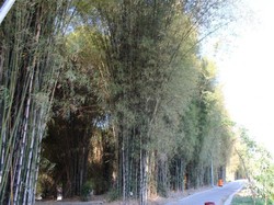 Bekas Tempat Pembuangan Sampah yang Kini Jadi Hutan Indah