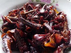 Belalang Goreng, Wisata Kuliner Ekstrem Khas Gunungkidul