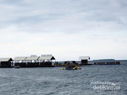 Berani? Berenang Bareng Hiu di Banyuwangi