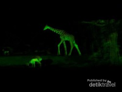 Berani Coba Safari Night di Bogor?