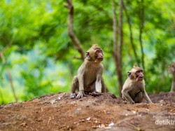 Bercengkerama dengan Puluhan Monyet di Wisata Mangunan