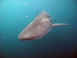 Berdansa dengan Raksasa Bawah Laut Perairan Nabire