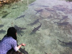 Berenang Bareng Hiu di Karimunjawa, Ngeri-ngeri Seru!