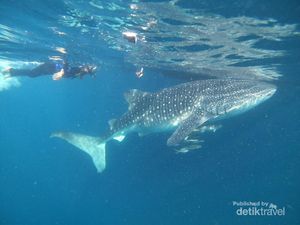 Berenang Bareng Hiu Paus di Derawan, Mantap!