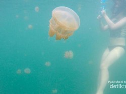 Berenang Dengan Ubur-ubur Langka di Derawan