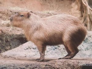 Berjumpa dengan Kapibara Lucu di Osaka