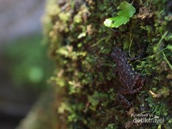 Berjumpa Dengan Katak Merah di Gunung Ciremai