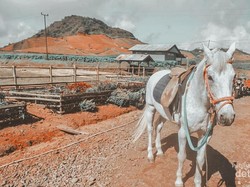 Berkuda di Dataran Tinggi Dekat Makassar, Bisa!