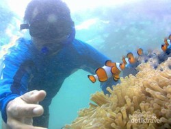 Bermain Dengan Ikan Badut di Pulau Tikus