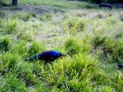 Bersafari Nggak Usah ke Afrika, ke Baluran Saja!