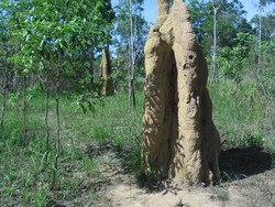 Bertamu ke Rumah Semut di Perbatasan Indonesia