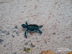 Bertemu Anak Penyu di Pantai Pulau Sangalaki