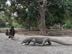 Bertemu dengan Sang Legenda, Si Komodo Naga