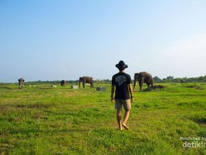 Bertemu Gajah di Alam Liar Way Kambas Lampung