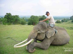 Bertemu Gajah Sumatra Lucu di Bengkulu & Mandi Bareng