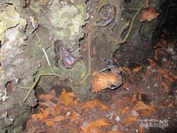 Bertemu Kepiting Kenari di Pulau Dayan, Raja Ampat