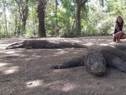Bertemu Komodo Saat Long Weekend di NTT