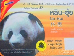 Bertemu Panda Lucu di Kebun Binatang Chiang Mai