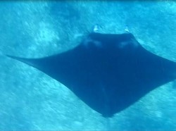 Bertemu Pari Manta di Pulau Komodo