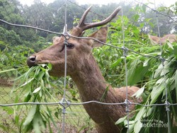 Bertemu Rusa Lucu di Taman Hutan Raya Bandung