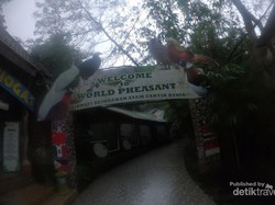 Bertemu si Cantik Ayam Hias di Eco Green Park