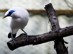 Bertemu Si Jalak Bali di Taman Nasional Bali Barat