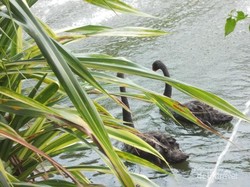 Bertemu Singa di Jakarta